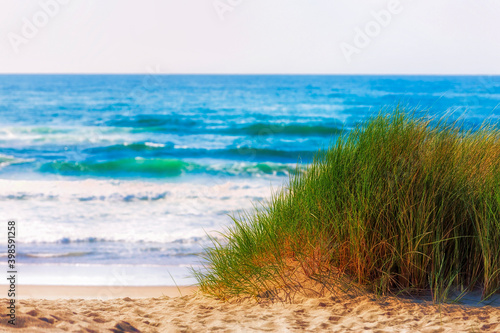 Mound of grass on sandy ocean beach
