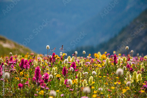 Wildflowers in the Colorado mountains near Silverton