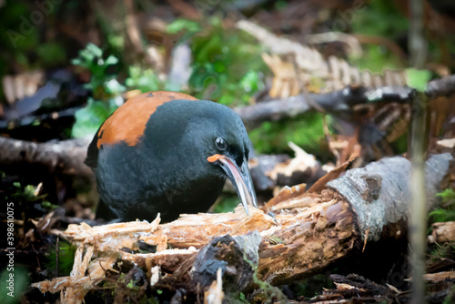 Saddlebacks rummaging on forest floor searching for insects.