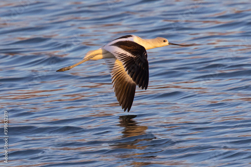 Close-up of an American avocet flying over water , seen in the wild in a North California marsh 