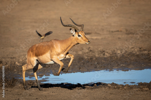 Male impala with an ox pecker leaping near a waterhole in Kruger Park in South Africa
