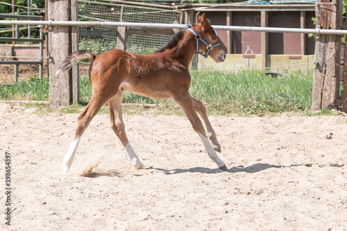 A Chestnut , fox-colored young Warmblood foal trots on the sand