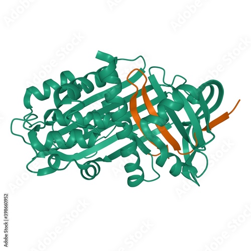 Crystal structure of thyroxine-binding globulin heterodimer, chains A and B, 3D cartoon model isolated, white background