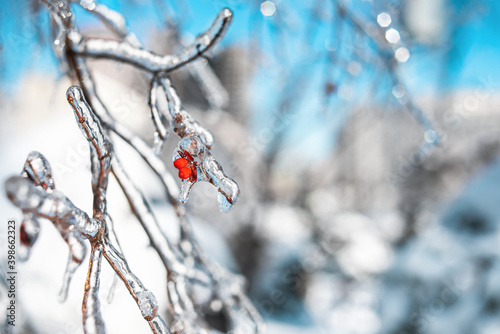 Tree twigs with red berries covered with sparkling snow and ice. Shiny icicles on a tree, blue sky on the background. Cold snowy frosty weather in Winter forest. Natural background with copy space.
