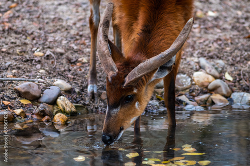 Sitatunga or marshbuck (Tragelaphus spekii) antelope drinking water from a river