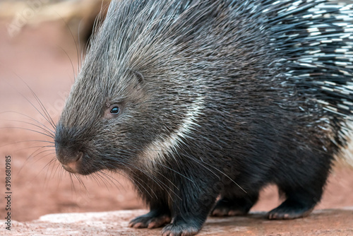 Cape porcupine portrait