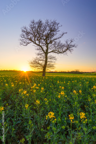 Lonely tree and rapeseed flowers field at sunset 