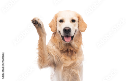 Golden retriever dog with paw up isolated on a white background