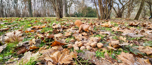 Wiewiórka zbierająca orzechy w jesiennym parku