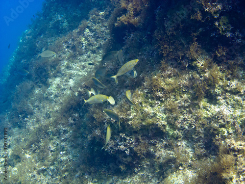 Unterwasserwelt bei Gozo