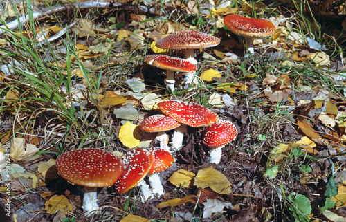 The fly agaric or fly amanita (Amanita muscaria) is a muscimol mushroom native throughout the temperate and boreal regions of the Northern Hemisphere. Specimens observed in Spain.