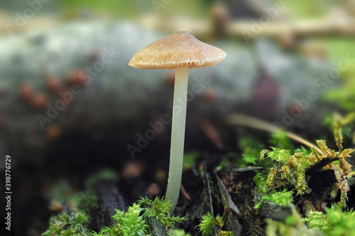 The Pluteus nanus is an inedible mushroom