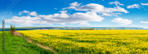 Rural landscape with yellow rapeseed field and picturesque blue sky with white and clouds
