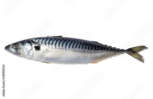 Mackerel on white isolated background. Fresh sea fish on white background