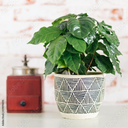 Coffee Arabica plant with red vintage coffee grinder in background against red brick wallpaper