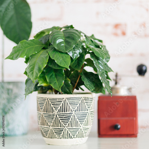 Coffee Arabica plant with red vintage coffee grinder in background against red brick wallpaper