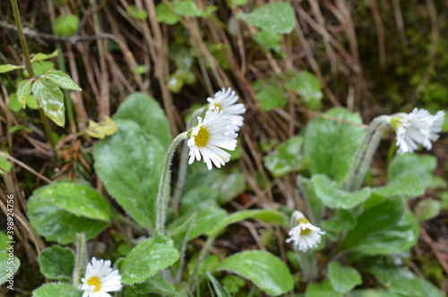 Rosliny górskie, Stokrotnica górska, Aster bellidiastrum 