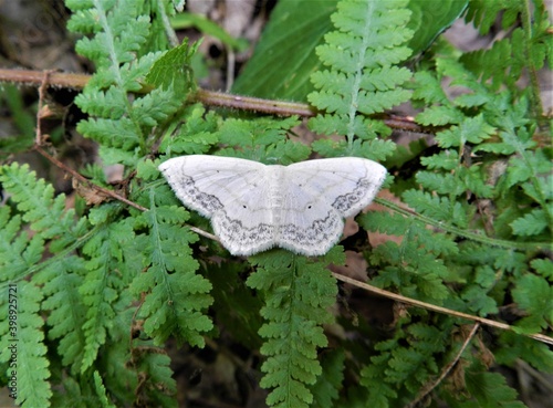 Lacey Winged Fairylike Woodlands Moth