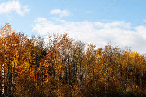 a colorful forest in autumn with cloudy sky