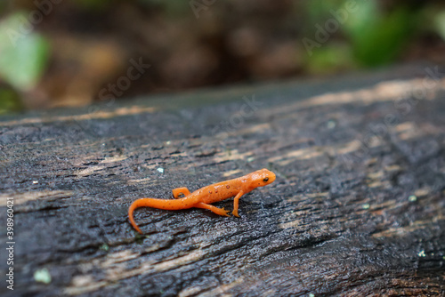 Red spotted newt on a wet log