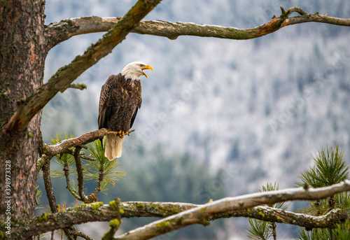 Bald Eagle screeching in a pine tree in Idaho