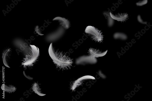 Group of light soft fluffy a white feathers flolating in the dark. black ground. abstract, feather freedom floating.