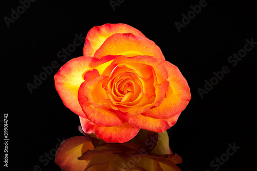 Single flower of yellow rose isolated on black background, close up