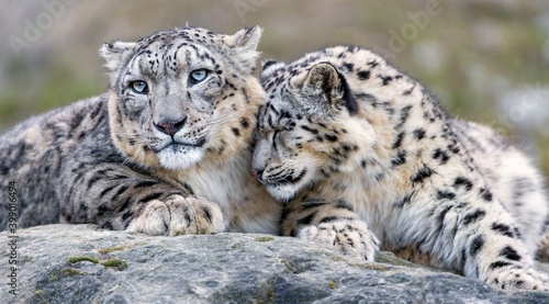 portrait of a snow leopard 