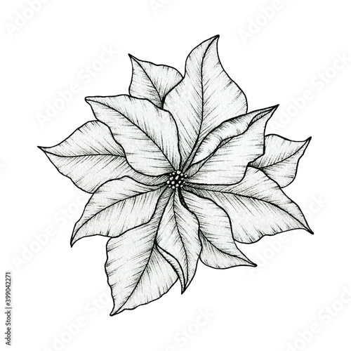 Poinsettia blossom ink drawing isolated on white, beautiful line art floral drawing, Christmas poinsettia flower art, black floral sketch