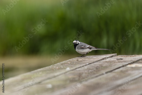 Pliszka siwa Motacilla alba na drewnianej desce, mały ptak na krawędzi, pomost nad jeziorem, pomost nad wodą - obserwowanie ptaków