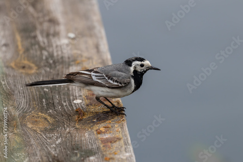 Pliszka siwa Motacilla alba na drewnianej desce, mały ptak na krawędzi, pomost nad jeziorem, pomost nad wodą - obserwowanie ptaków