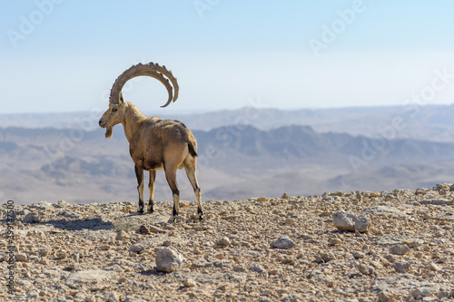 Nubian ibex, Mitzpe Ramon, Israel