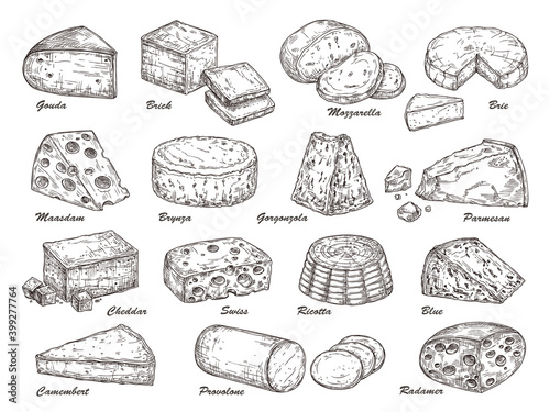 Sketch cheese. Hand drawn product, holland tasty dairy cuisine food. Isolated parmesan piece, cheddar gouda exact slice vector collection. Illustration product fresh piece, swiss drawing cheese