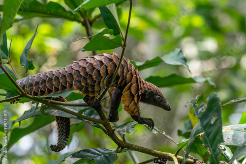 Black-bellied Pangolin, Central African Republic