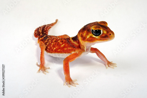 Common knob-tailed gecko // Glatter Knopfschwanzgecko (Nephrurus levis) 