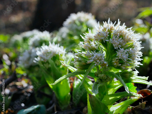 Lepiężnik biały (Petasites albus ) pojawia już wczesną wiosną wzdłuż mokradeł i cieków wodnych