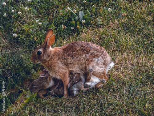 Dusk shot of wild rabbit nursing a litter of kits in a Midwestern meadow