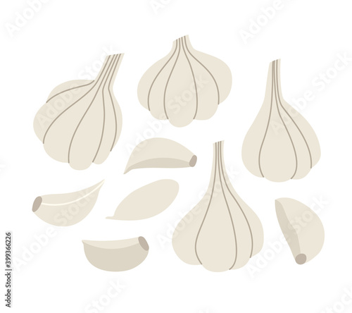 Vector illustration of garlic and a clove of garlic. Set of garlic isolated on white background. Hand-drawn. Illustration of vegetables. Suitable for illustrating healthy eating, recipes, local farm.