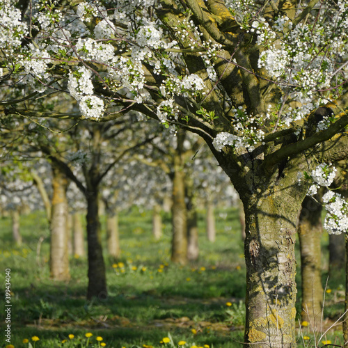 Blooming Morello Cherry Trees