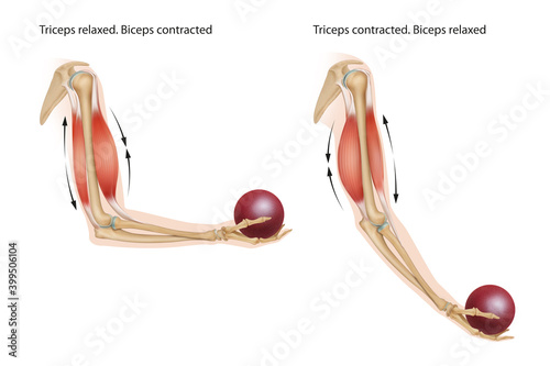 An example of an anatomical and physical movement process where the biceps are contracted and the triceps are relaxed, the biceps is relaxed and the triceps are contracted.