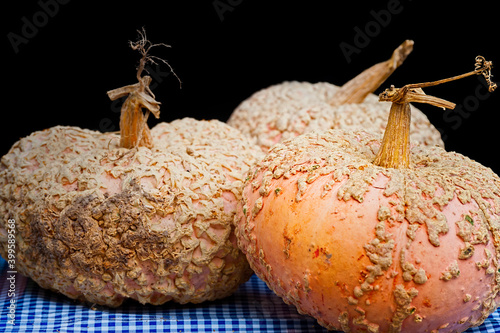 Closeup of light orange gnarly pumpkins