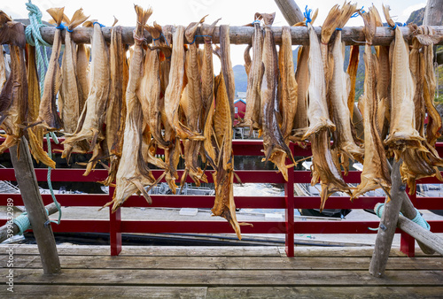 Drying stockfish cod in authentic traditional fishing village with traditional red rorbu houses in summer in Norwegian fjord. Lofoten islands, Norway