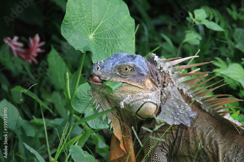 brown iguana eating plants with green plants behind costa rica