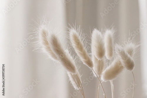 Close-up of beautiful creamy dry grass bouquet. Bunny tail, Lagurus ovatus plant against soft blurred beige curtain background. Selective focus. Floral home decoration.