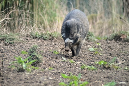 Visayan warty pig walking toward camera