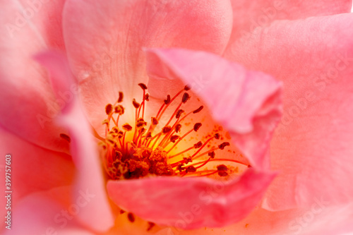 Estambres de una rosa