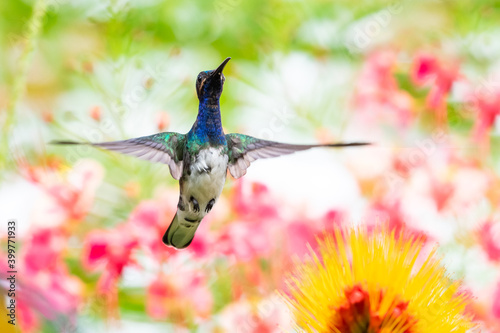 White-necked Jacobin hummingbird, florisuga mellivora, hovers above a tropical flower with a blurred floral background.