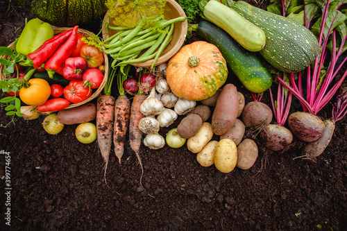 Harvest vegetables on the ground. Potatoes, carrots, beets, peppers, tomatoes, cucumbers, beans, pumpkin, onions and garlic. Autumn harvest farmers