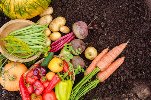 Harvest vegetables on the ground. Potatoes, carrots, beets, peppers, tomatoes, cucumbers, beans, pumpkin, onions and garlic. Autumn harvest farmers