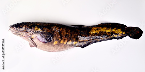 Fresh fish burbot close up, isolated on white background